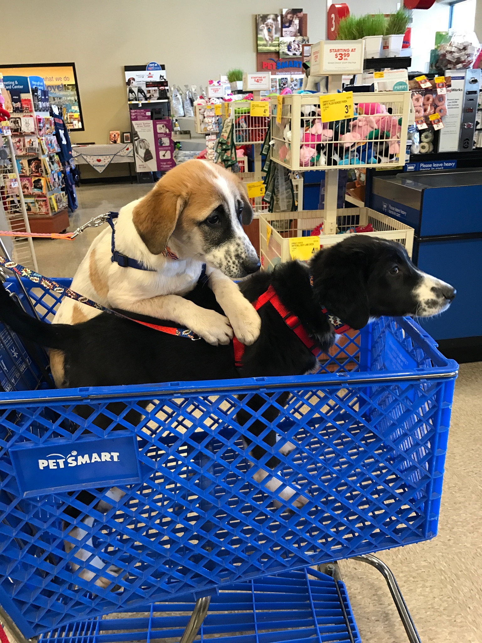 Max & Jaber go to PetSmart