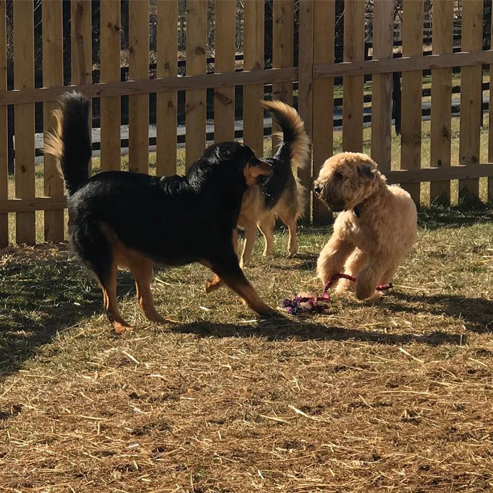 pups at play